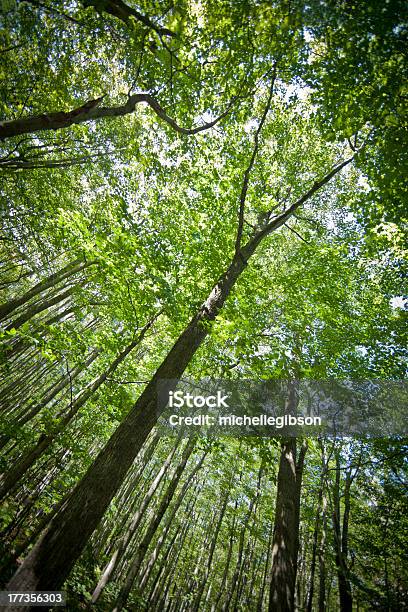 Drzew - zdjęcia stockowe i więcej obrazów Drewno - Tworzywo - Drewno - Tworzywo, Drzewo, Duża grupa obiektów