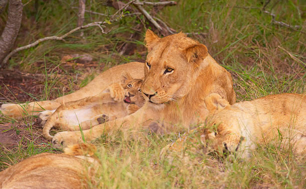 istock Lion (panthera leo) family in the wild 177356442