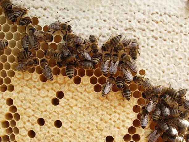 Bees working on the honeycomb.