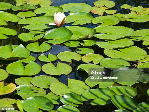 Foto de Água De Lírio e mais fotos de stock de Amor - Amor, Beleza, Branco