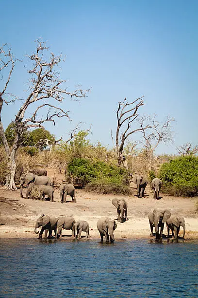 "Animals Hanging out at the edge of the Zambezi river, Africa"