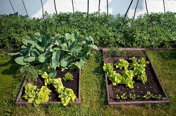 home vegetable garden stock photo