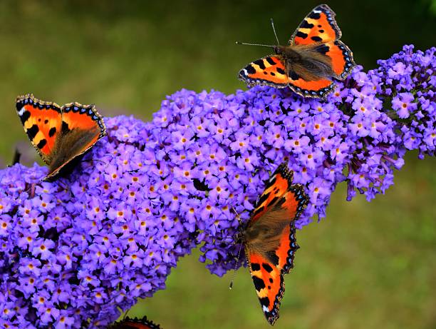 3 butterflies (admiral) on light purple summer lilacs