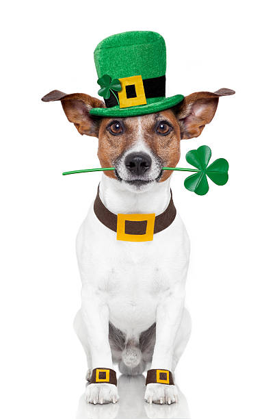st. patrick's day perro - st patricks day dog irish culture leprechaun fotografías e imágenes de stock