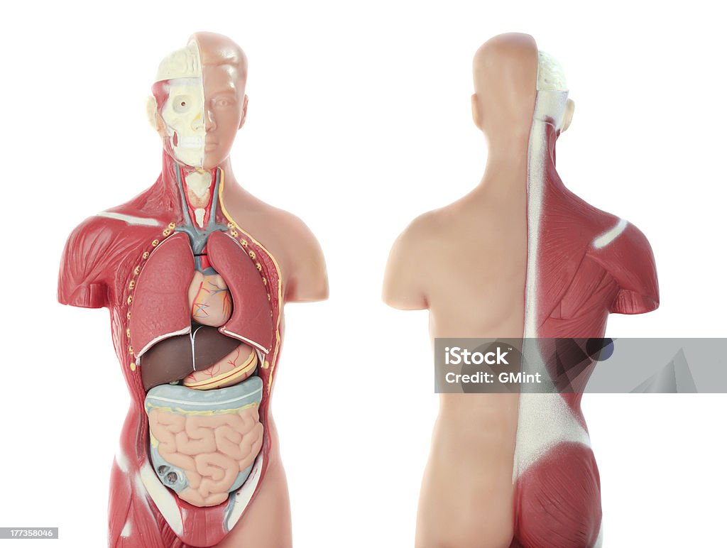 Modelo anatómico - Foto de stock de Anatomía libre de derechos