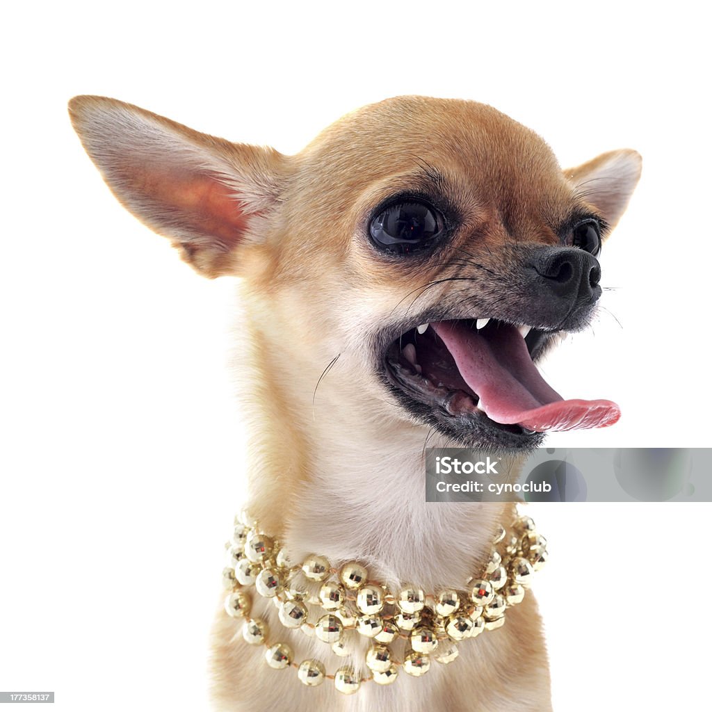 angry chihuahua - Foto de stock de Chihuahua - Raça Pura royalty-free