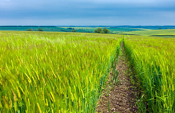 istock Field of Barley, Beverley, Yorkshire, UK 177358303