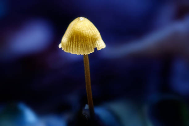 Macro of Small Yellow Mushroom.