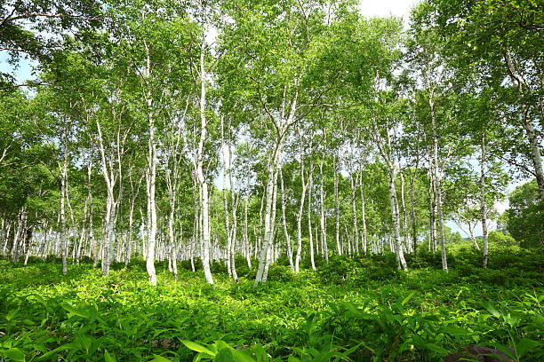 белая береза лес - берёзовая роща фотографии стоковые фото и изображения