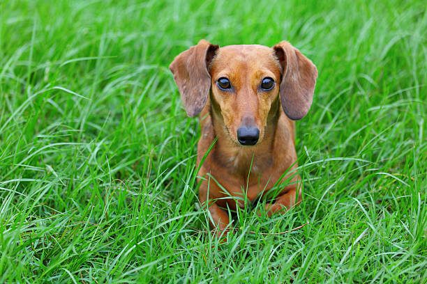 istock dachshund dog in park 177358783