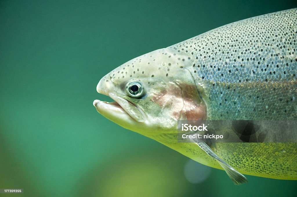 レインボーやサーモンマス（Oncorhynchus mykiss ) - ニジマスのロイヤリティフリーストックフォト