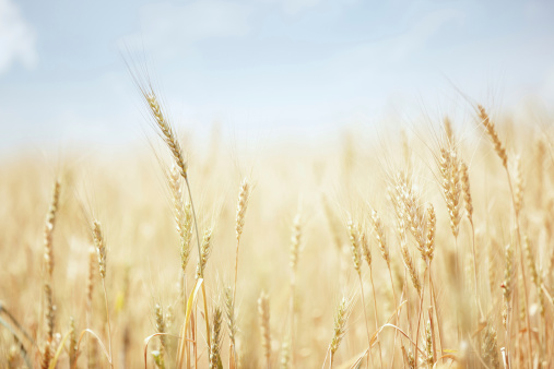 Summer field with golden wheat