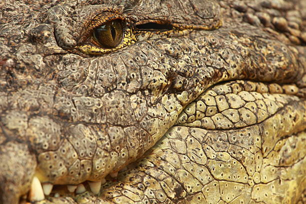 istock Big Crocodile Eye on blured background 177359586