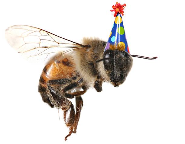 Birthday Hat Honey Bee stock photo