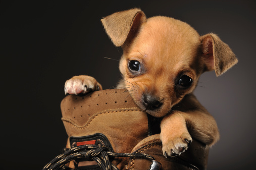 Horizontal portrait of a chihuahua puppy in a walking boot chewing on the boot side