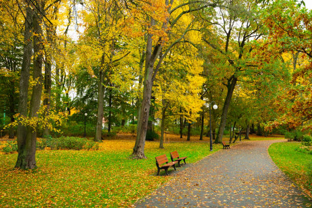 istock Path in Solacz Autumn Park with Lanterns and Benches. Poland, Poznan 1773599566