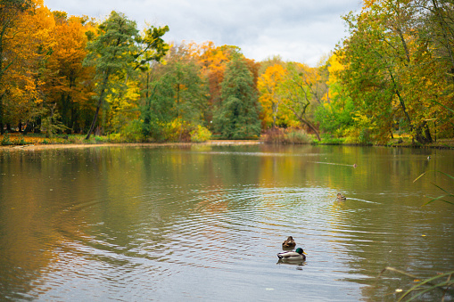 Pond with Ducks in the Autumn Solacz Park. Poland, Poznan