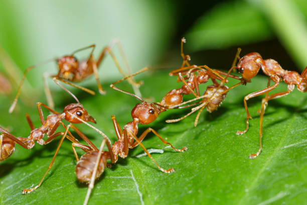 istock The Red Ant team is on the way. Help friends 1773603292