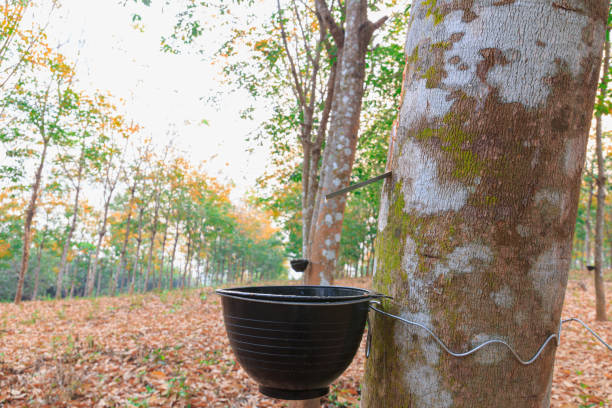 istock Close-up of the rubber latex drop from a rubber tree dripping 1773604453