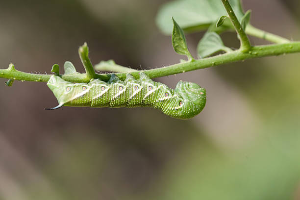istock Side Macro of a Tomatoe Horn Worm 177360471