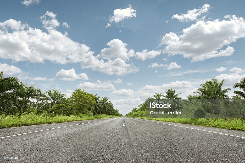 road - Photo de Arbre libre de droits