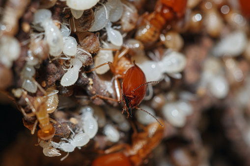 Termite and white larvae on a termite nest,close up