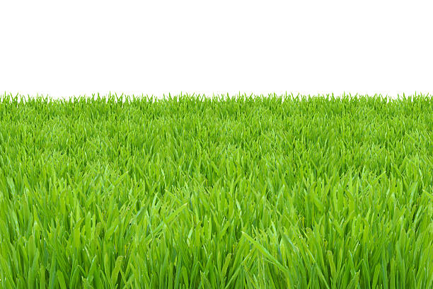 istock Green grass lawn isolated on white background 177360676