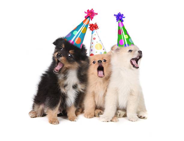 Dogs  Singing Happy Birthday Wearing Party Hats  stock photo