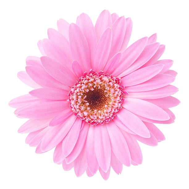 istock sweet pink flower 177361020