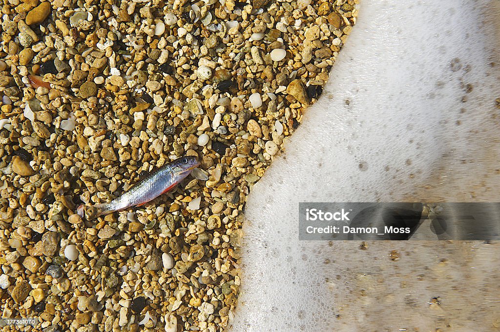 Piccoli pesci arenato dalla marea - Foto stock royalty-free di Acqua