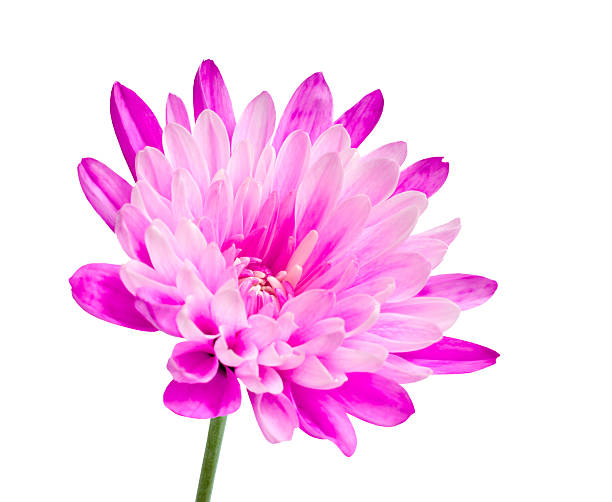 istock Pink chrysanthemum flower on green stick 177361183