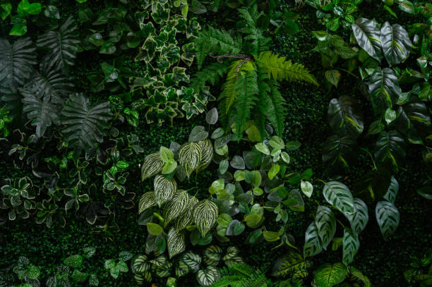 istock abstract green leaf texture, tropical leaf foliage nature dark green background 1773612487