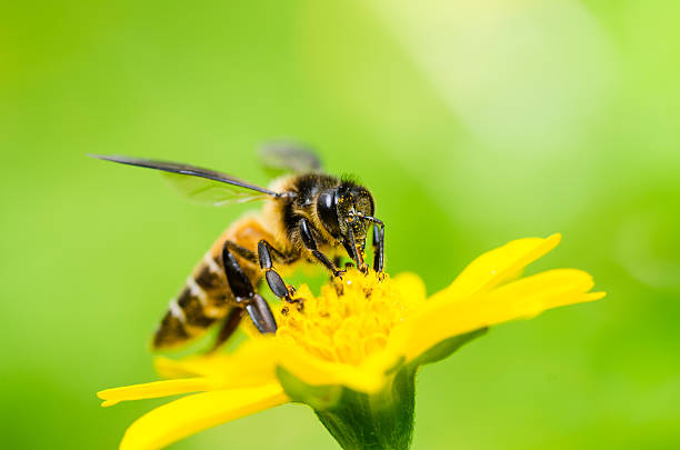 macro d'abeille vert nature - Photo