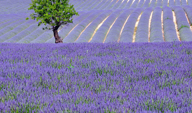 countryside scenic in provence stock photo