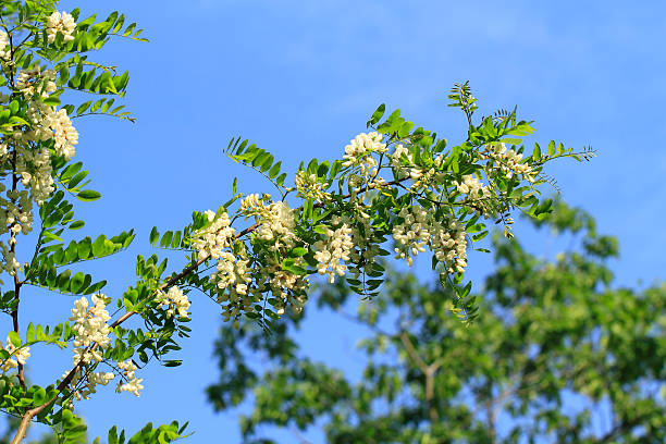 саранча blossom - locust tree black robinia стоковые фото и и�зображения