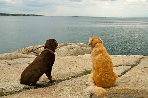 istock Two Dogs enjoying the ocean view 177361524