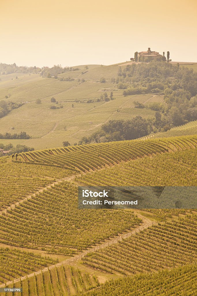 Toscana vinha - Royalty-free Agricultura Foto de stock