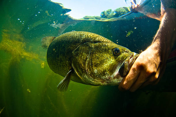 Man reaches into water and touches large mouth bass fish Large mouth bass fish gets released after being caught by a fisherman. black sea bass stock pictures, royalty-free photos & images