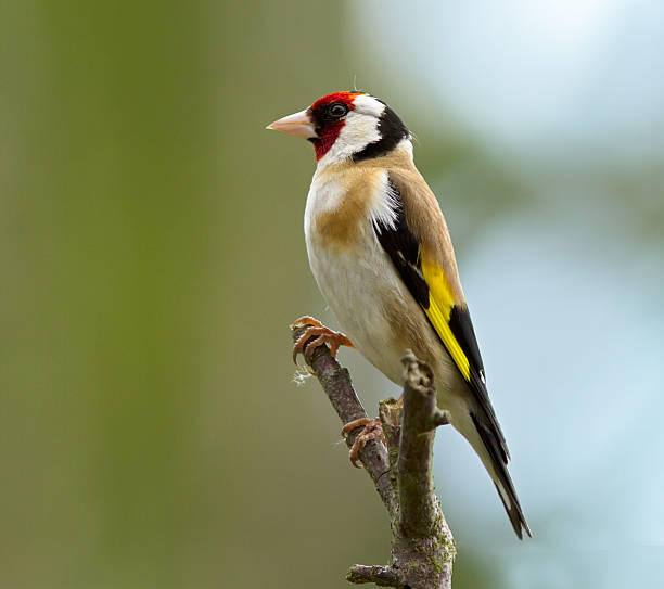 istock European Goldfinch,Carduelis 177361973
