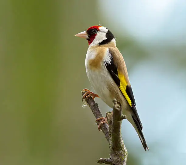 European Goldfinch perched on a tree branch.