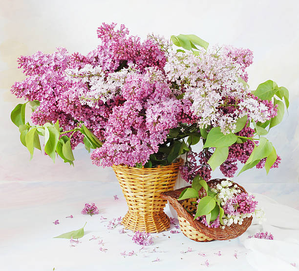 Lilac flowers bunch stock photo