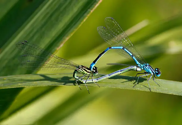 Two Azure Damselfly on a curved blade of grass.