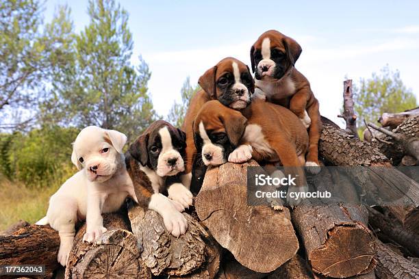 Puppies Boxer Stock Photo - Download Image Now - Boxer - Dog, Puppy, Five Animals