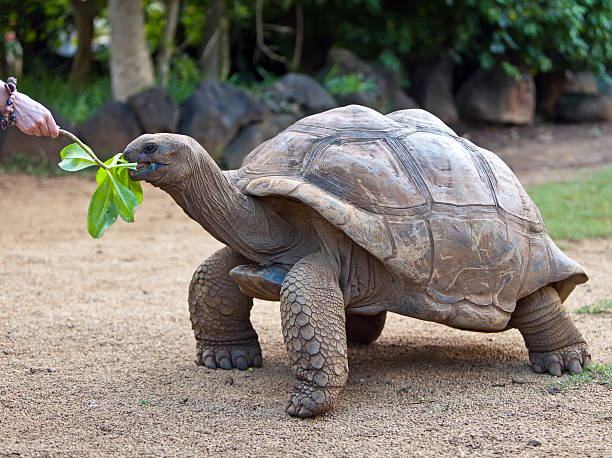 Big Seychelles turtle eat. La Vanille Reserve park. Mauritius. stock photo