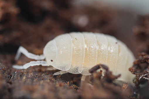 Adult Dwarf white isopod (Trichorhina tomentosa) sitting on a brown substrate