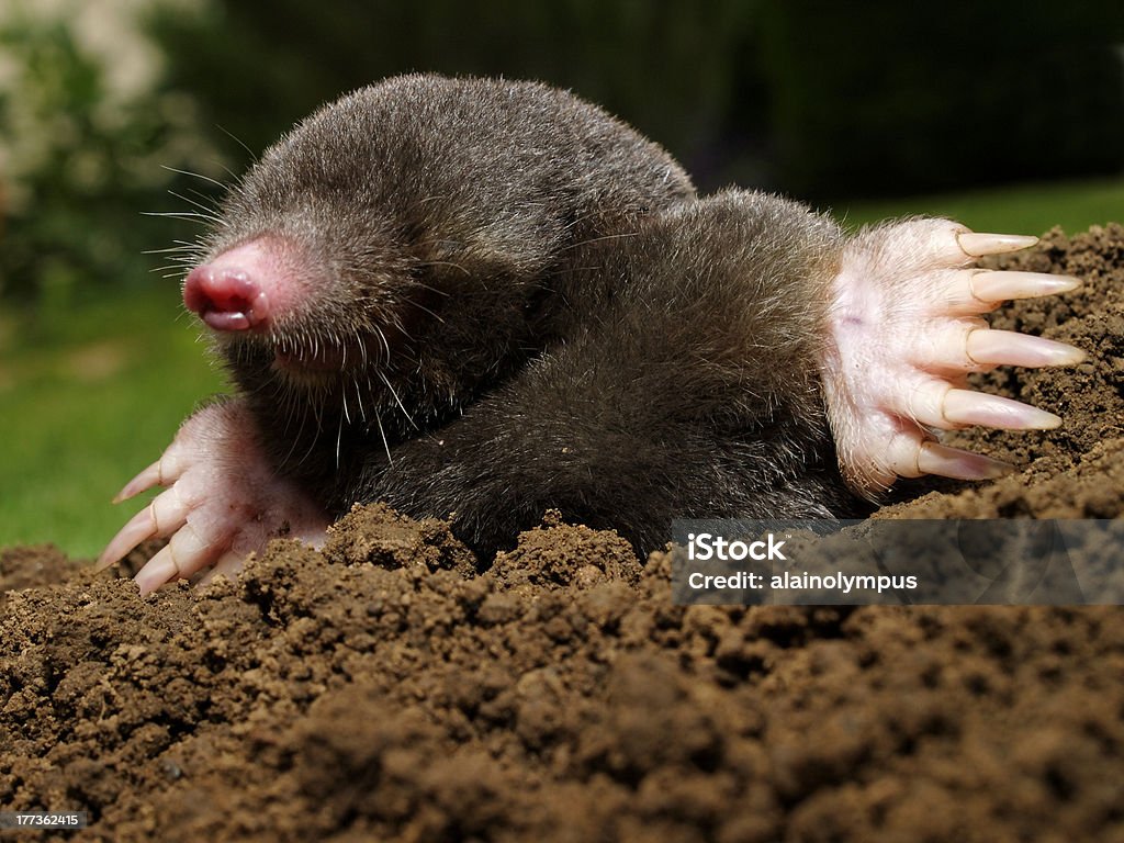 Mole Stock Photo - Download Image Now - Mole - Animal, Digging, Animal -  iStock