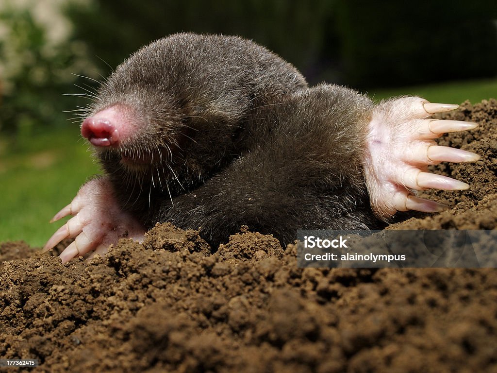 Mole Stock Photo - Download Image Now - Mole - Animal, Digging, Animal - iStock Mole Stock Photo - Download Image Now - Mole - Animal, Digging, Animal - iStock