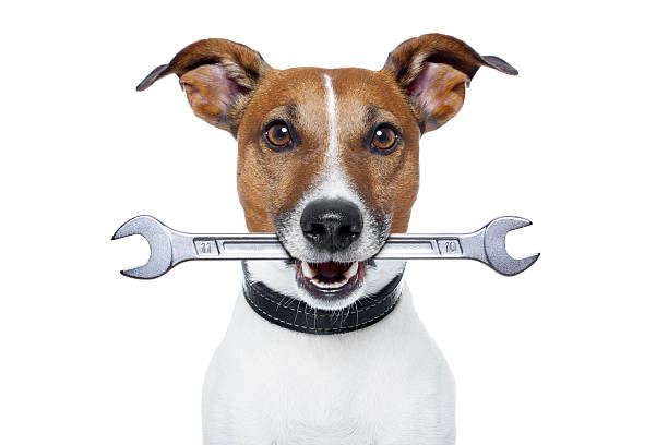 A brown and white dog with a wrench in its mouth stock photo