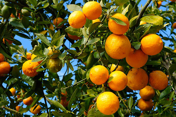 istock Tangerine plant full with fruits 177362720