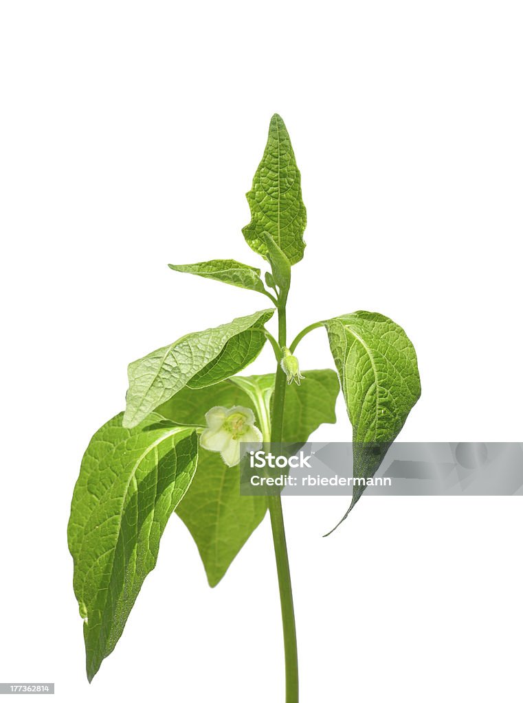 Physalis fleur - Photo de Blanc libre de droits